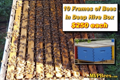 Single Deep 10 Frame Hive